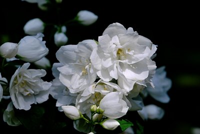 Philadelphus coronarius - pustoryl věncový - květenství